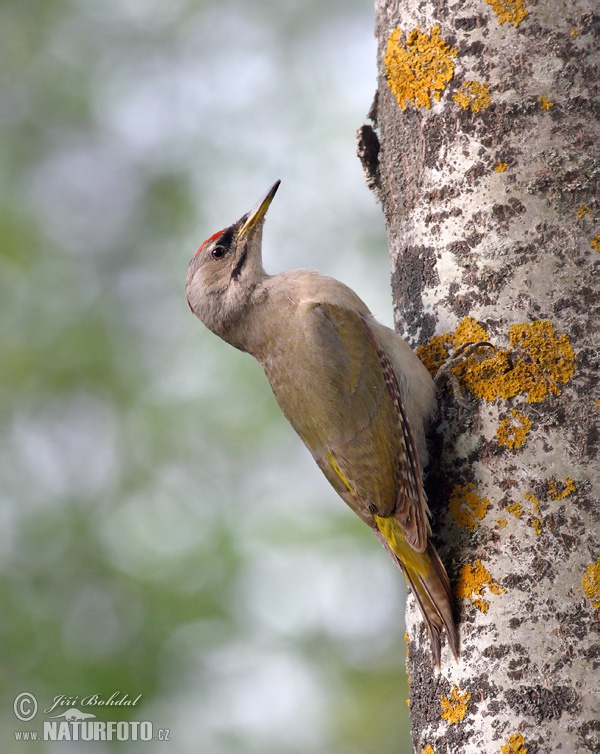 Žlna sivá (Picus canus)