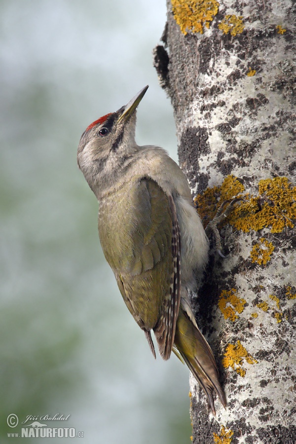 Žlna sivá (Picus canus)