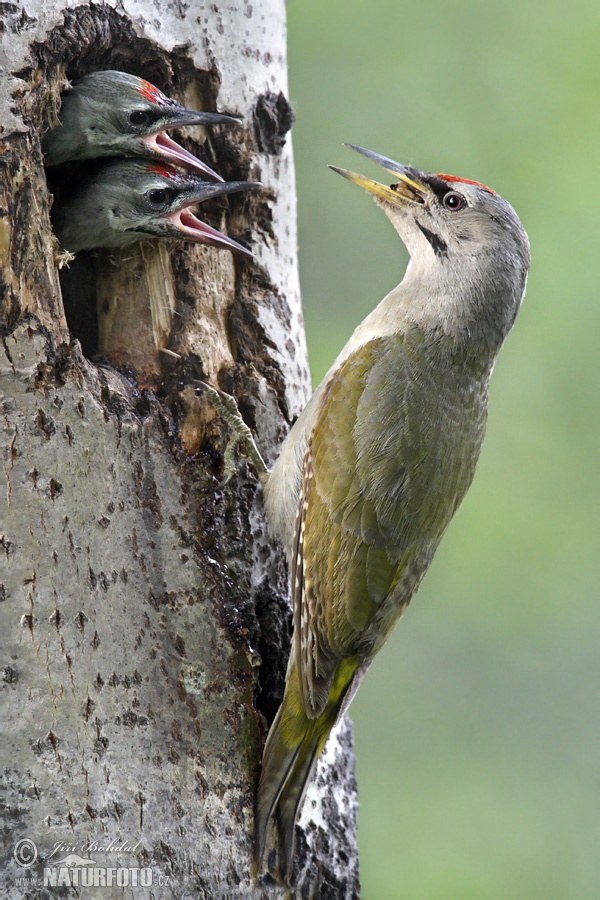 Žlna sivá (Picus canus)