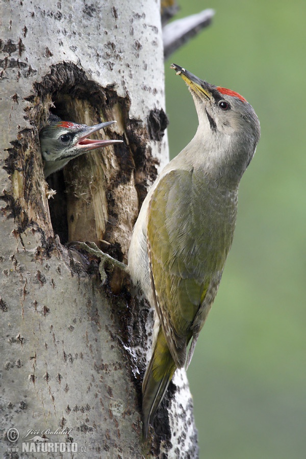 Žlna sivá (Picus canus)