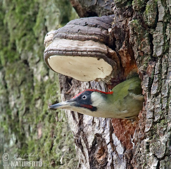 Žlna zelená (Picus viridis)