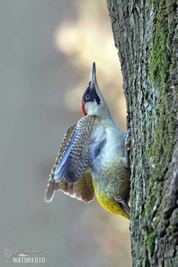 Žlna zelená (Picus viridis)