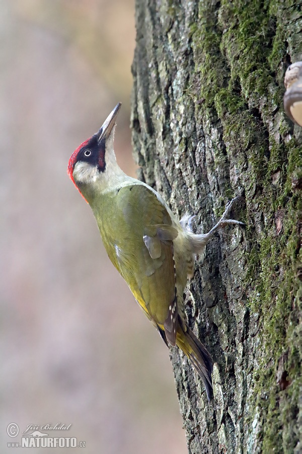 Žlna zelená (Picus viridis)