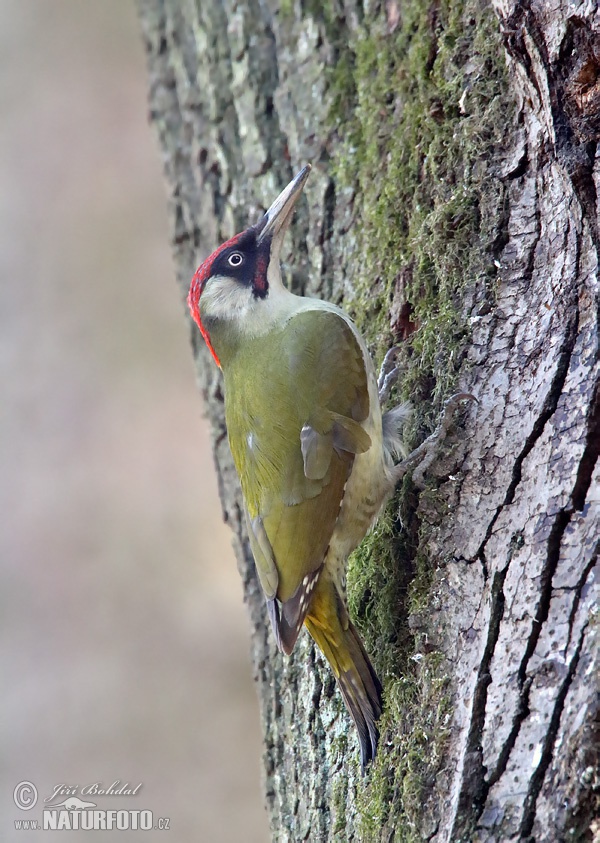 Žlna zelená (Picus viridis)