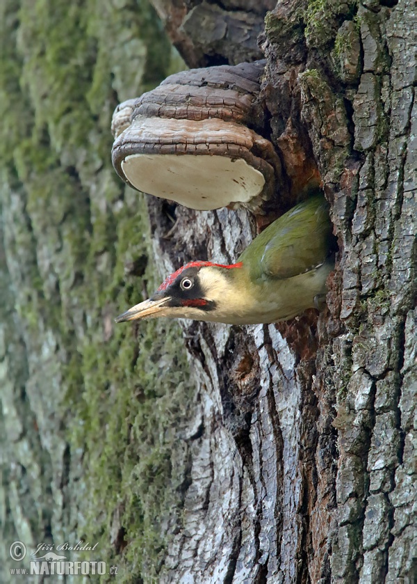 Žlna zelená (Picus viridis)