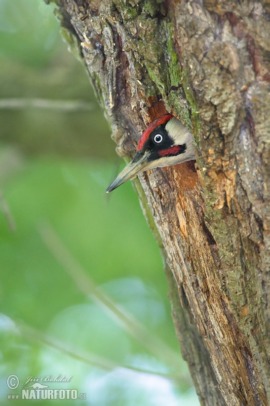 Žlna zelená (Picus viridis)