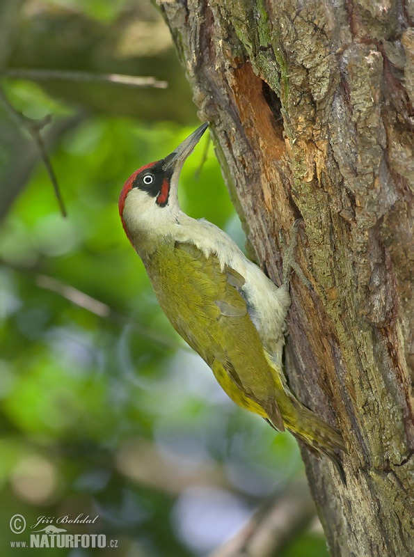 Žlna zelená (Picus viridis)