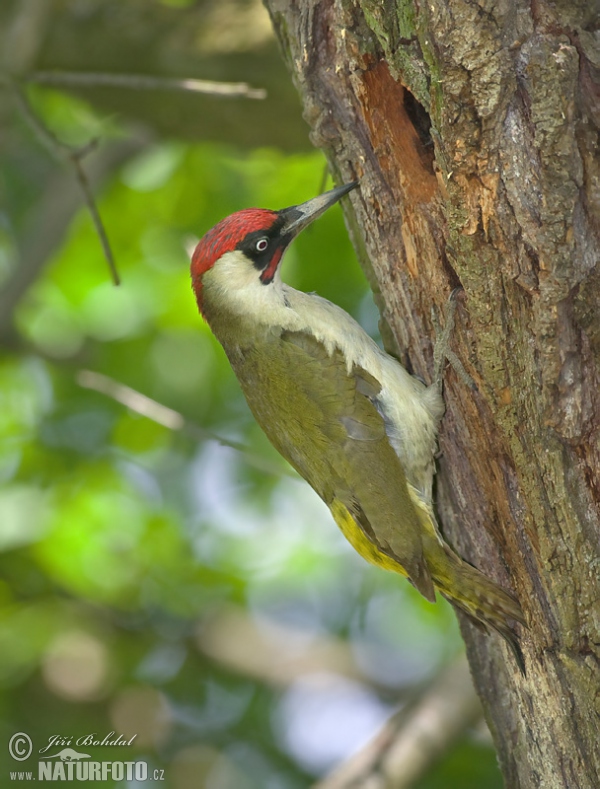 Žlna zelená (Picus viridis)