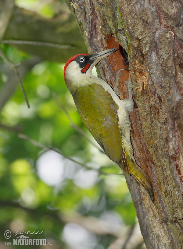 Žlna zelená (Picus viridis)