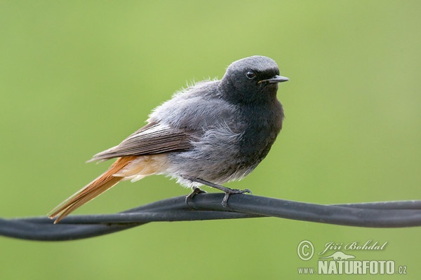 Žľtochvost domový (Phoenicurus ochruros)