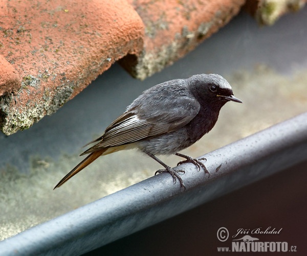 Žľtochvost domový (Phoenicurus ochruros)