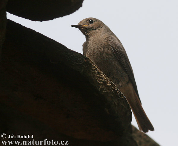 Žľtochvost domový (Phoenicurus ochruros)