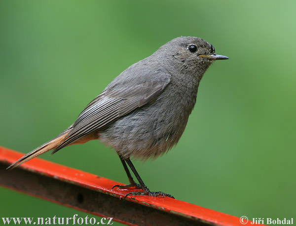 Žľtochvost domový (Phoenicurus ochruros)