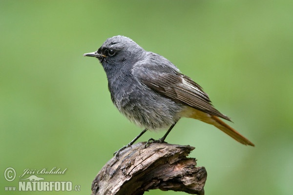 Žľtochvost domový (Phoenicurus ochruros)