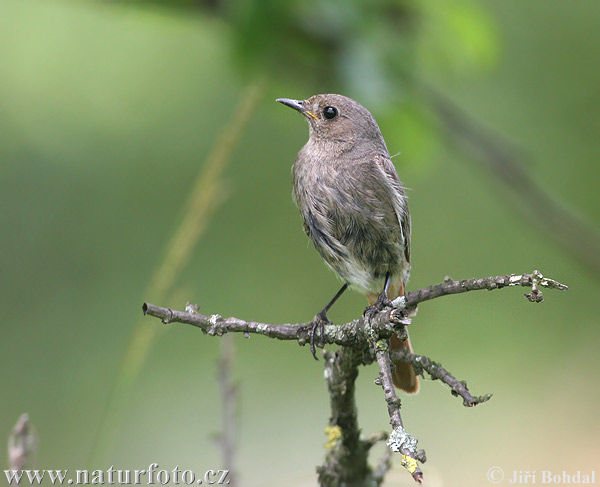 Žľtochvost domový (Phoenicurus ochruros)