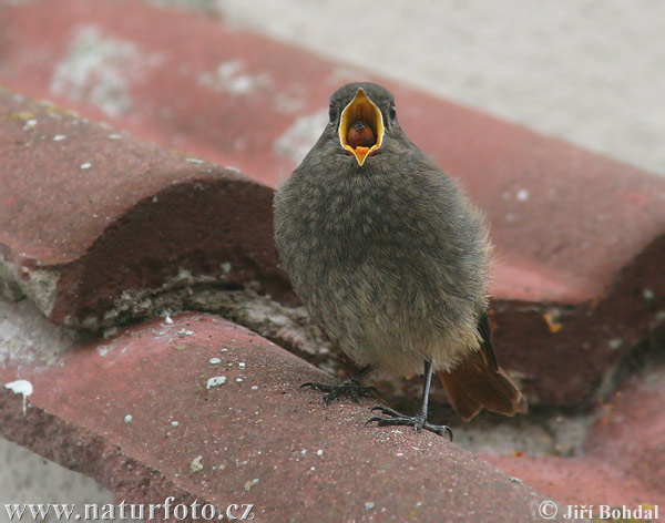 Žľtochvost domový (Phoenicurus ochruros)