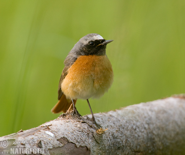 žľtochvost hôrny (Phoenicurus phoenicurus)