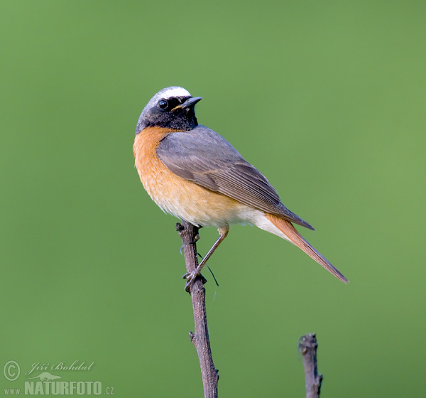 žľtochvost hôrny (Phoenicurus phoenicurus)