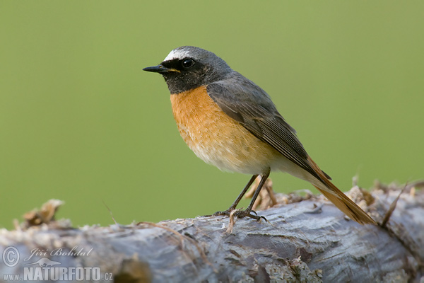 žľtochvost hôrny (Phoenicurus phoenicurus)