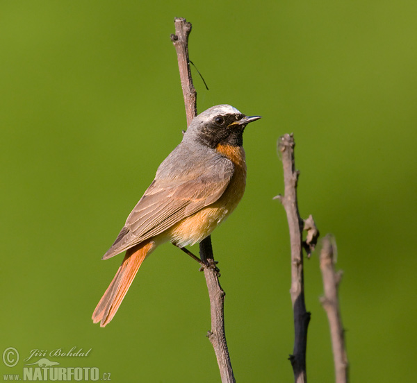 žľtochvost hôrny (Phoenicurus phoenicurus)