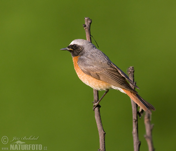 žľtochvost hôrny (Phoenicurus phoenicurus)