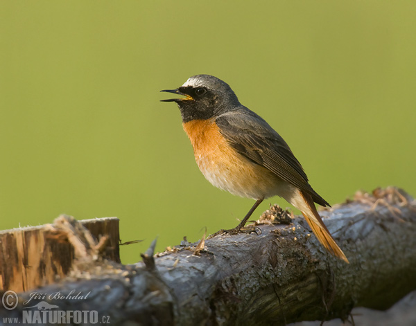 žľtochvost hôrny (Phoenicurus phoenicurus)