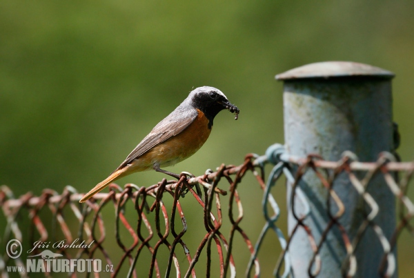 žľtochvost hôrny (Phoenicurus phoenicurus)