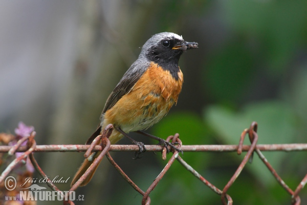 žľtochvost hôrny (Phoenicurus phoenicurus)