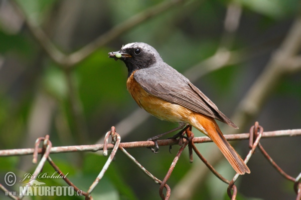 žľtochvost hôrny (Phoenicurus phoenicurus)