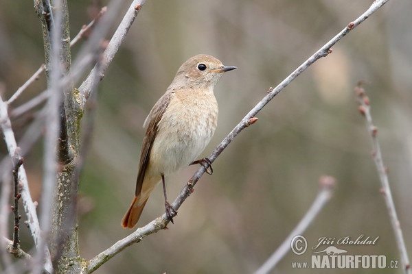 žľtochvost hôrny (Phoenicurus phoenicurus)