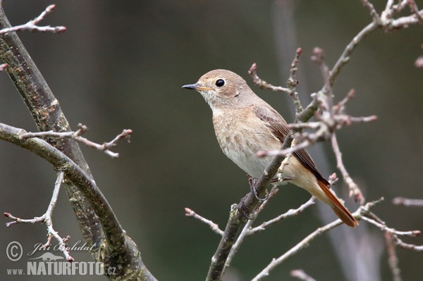 žľtochvost hôrny (Phoenicurus phoenicurus)