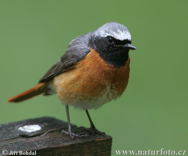 žľtochvost hôrny (Phoenicurus phoenicurus)