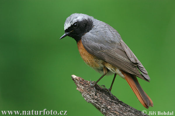 žľtochvost hôrny (Phoenicurus phoenicurus)