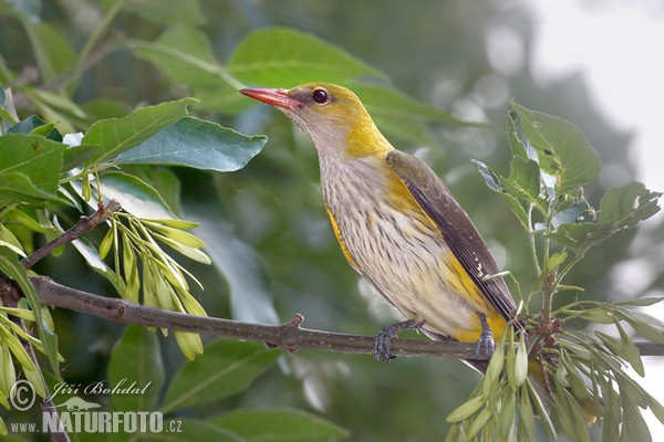 Žluva hajní (Oriolus oriolus)