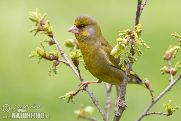 Zvonek zelený (Carduelis chloris)