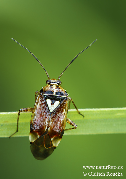 bzdôška červenkastá (Lygus pratensis)