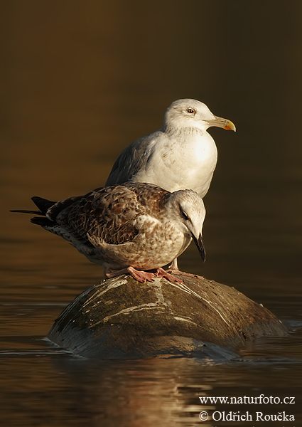 Čajka striebristá (Larus argentatus)