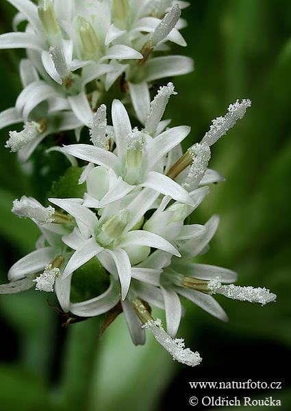 Deväťsil biely (Petasites albus)