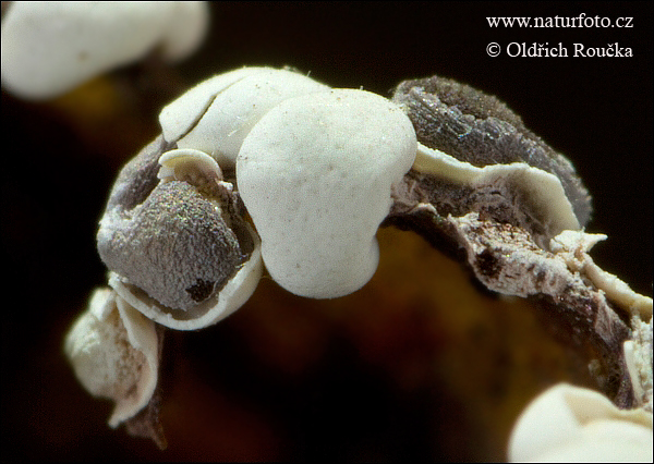 dvojkožka guľková (Diderma testaceum)