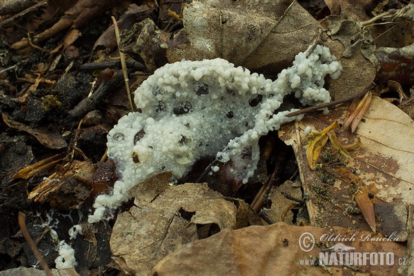 dvojkožka pěnitkovitá (Diderma spumarioides)