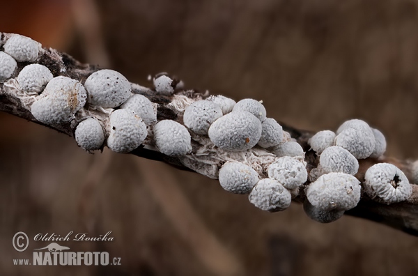 dvojkožka pěnitkovitá (Diderma spumarioides)