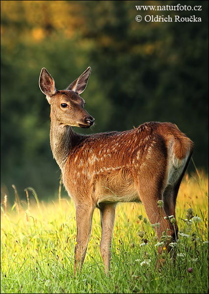 Jeleň hôrny obyčajný (Cervus elaphus)