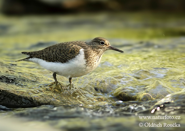 Kalužiak malý (Actitis hypoleucos)