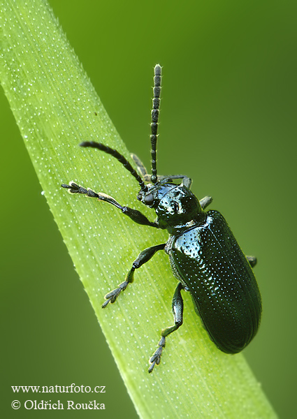 kohútik modrý (Oulema gallaeciana)