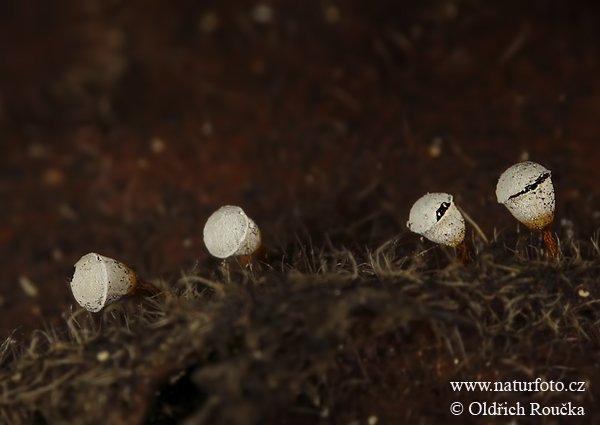 kráterovec bielohlavý (Craterium leucocephalum var. leucocephalum)