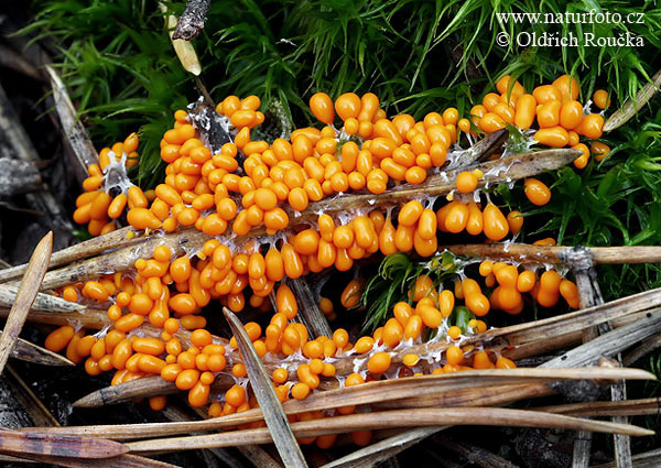 lesklík křehký (Leocarpus fragilis)