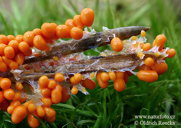 leskloplodka krehká (Leocarpus fragilis)