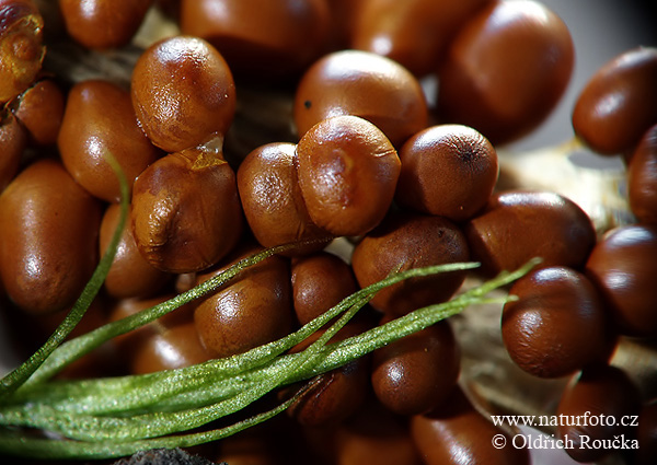 leskloplodka krehká (Leocarpus fragilis)