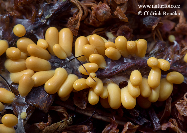 leskloplodka krehká (Leocarpus fragilis)