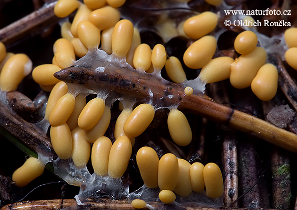 leskloplodka krehká (Leocarpus fragilis)